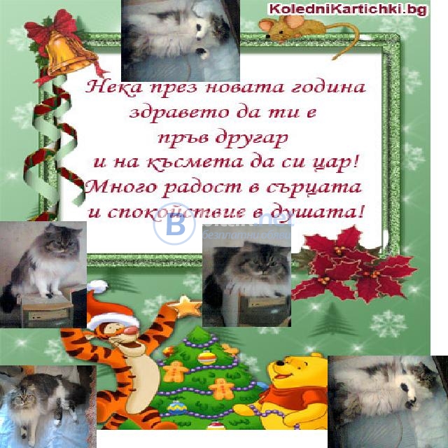 Годишно ваксинирани персийски любимци най-дългокосмести многоцветни разкошни подаръци!!!