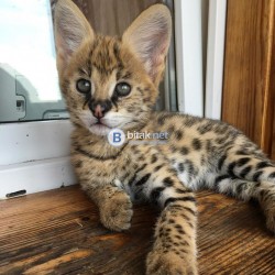 Налични котенца serval, каракал със савана