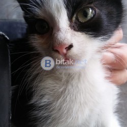 Хубави котета за добри стопани