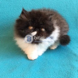 Продавам елитно персийско коте