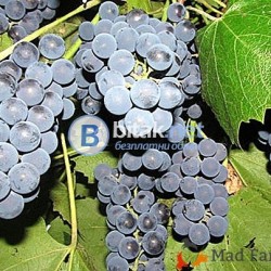 продавам грозде