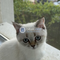 Британско късокосместо коте с доказан произход