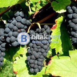 Продавам грозде – Памид,Каберне совиньон,Мускат отонел.